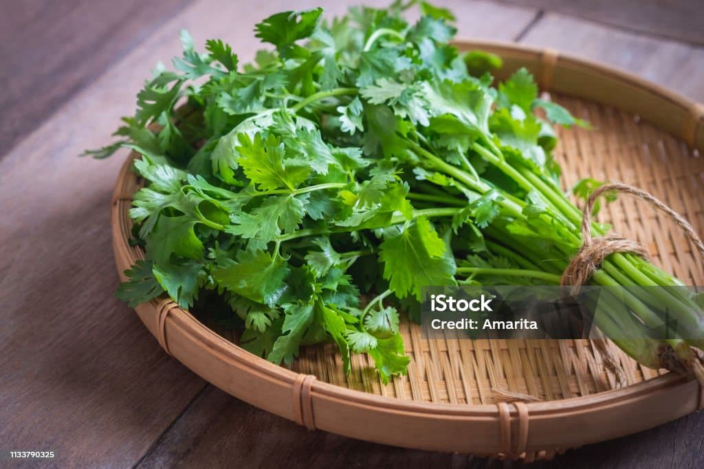 Coriander 